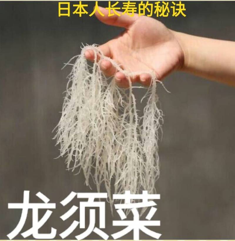 裙带菜叶颗粒做汤爽脆。海洋馈赠美食一斤泡7斤一斤装包邮