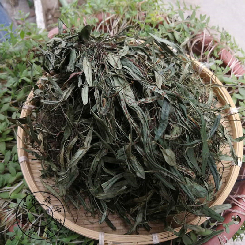 抱石莲一手货源产地直销