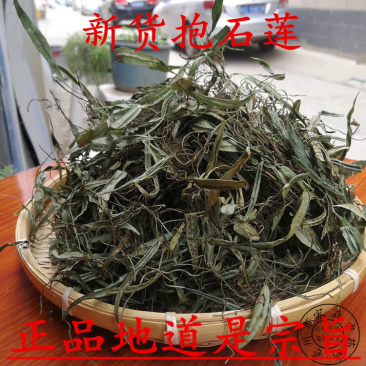 抱石莲一手货源产地直销