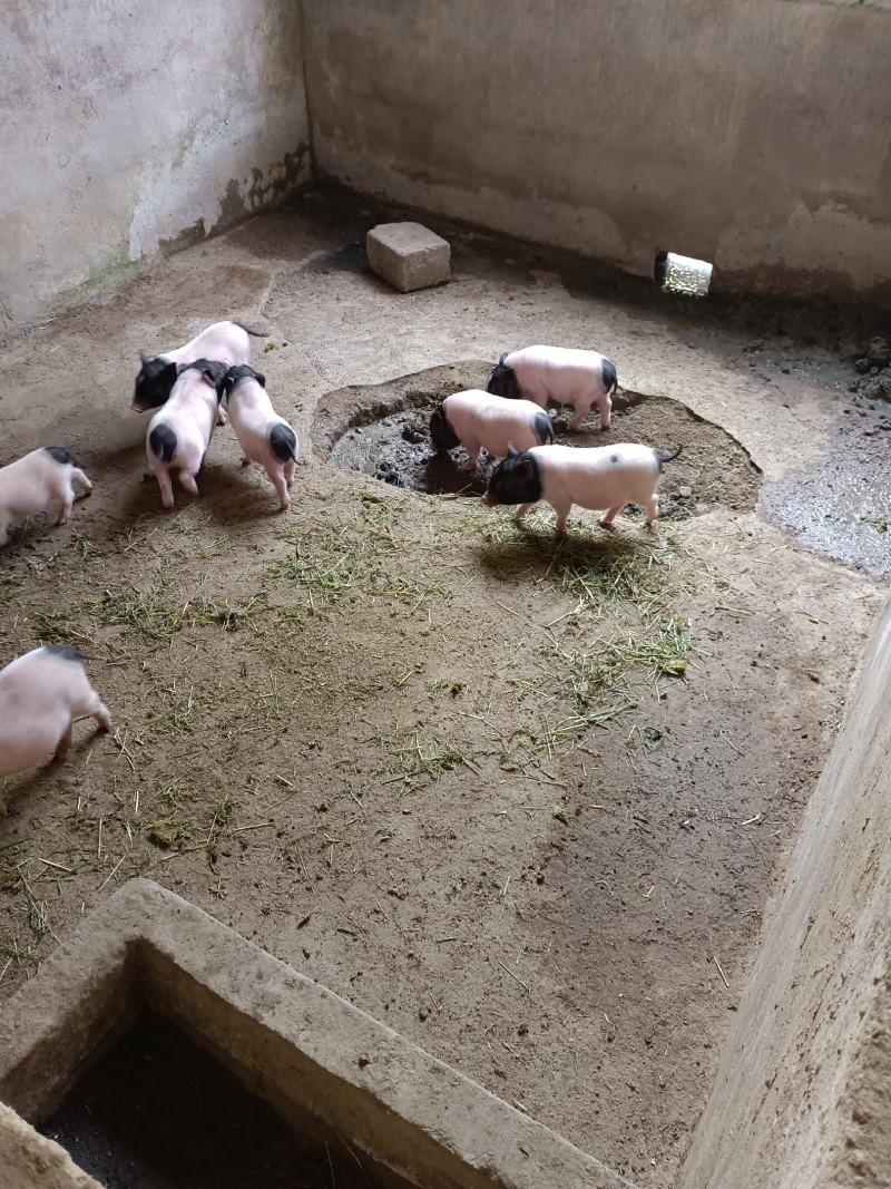 原生态巴马香猪养殖场