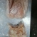 纯干货预煮猪肚片比冻猪肚还便宜