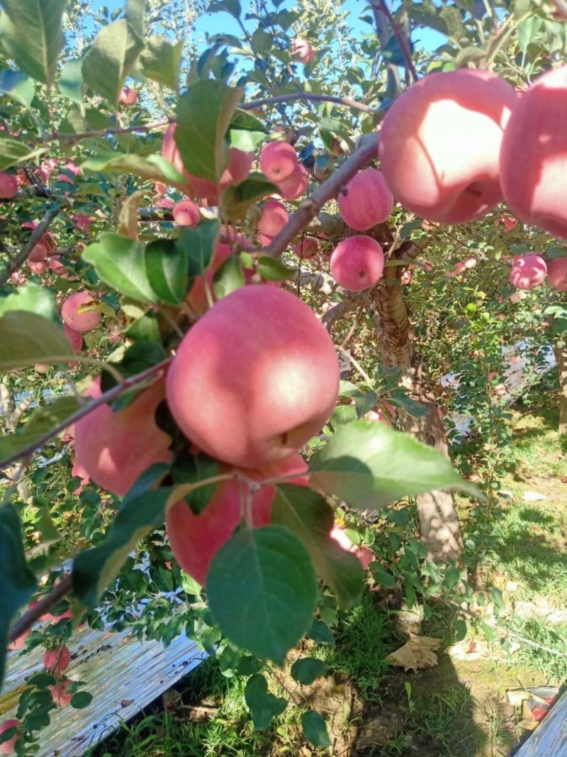 宜川县苹果，红将军苹果，千秋苹果
