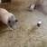农户自养正宗巴马香猪合作社
