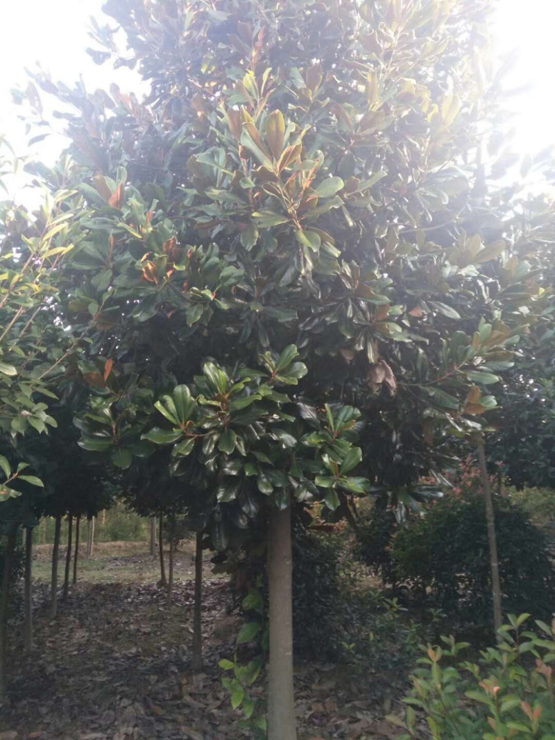 广玉兰树，精品原生灌。接杆发发帽的也有，，，，，，，，，