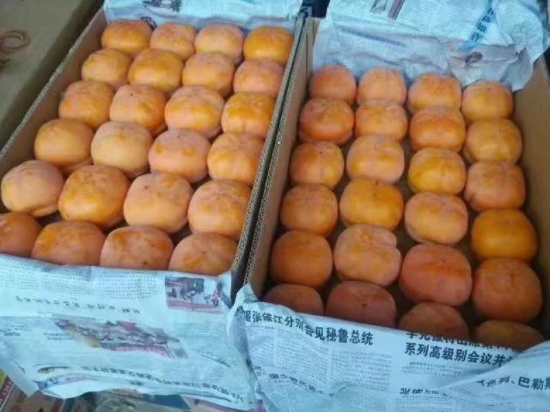 河北磨盘柿子现在已经大量上市中，可以加工脆柿和软柿子。