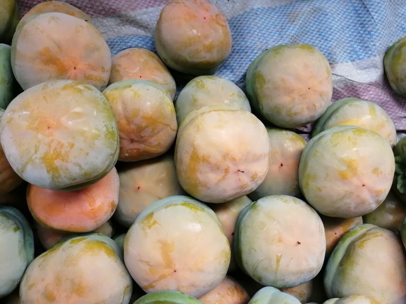 河北磨盘柿子现在已经大量上市中，可以加工脆柿和软柿子。
