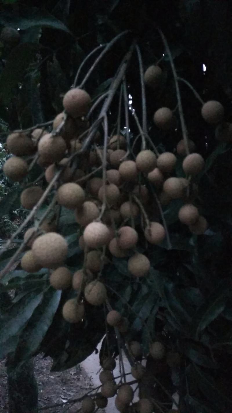泸州罗湾桂圆林今年丰收了