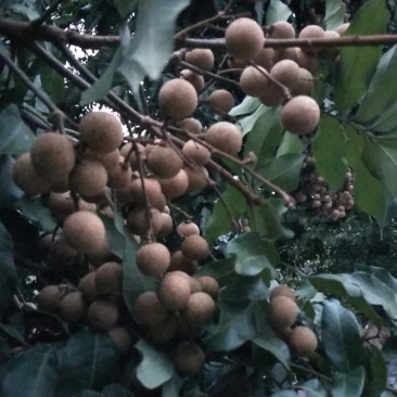 泸州罗湾桂圆林今年丰收了
