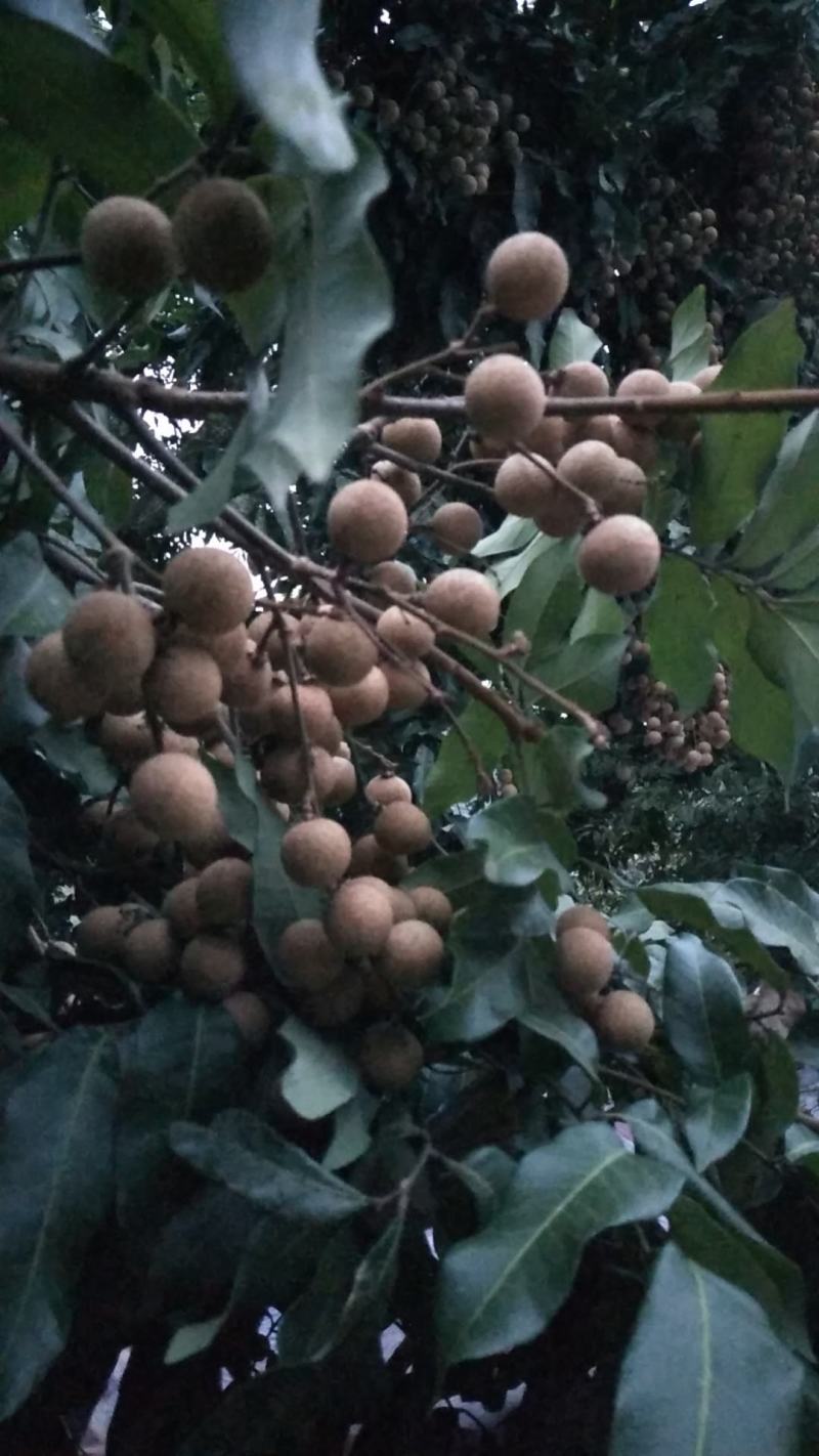 泸州罗湾桂圆林今年丰收了