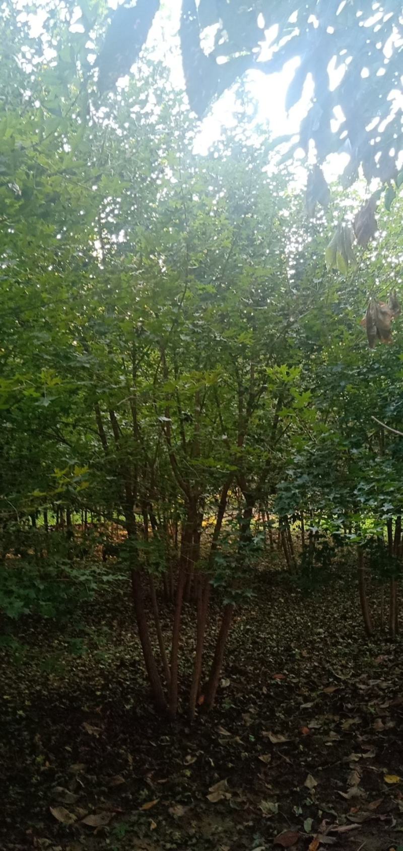 大量出售精品丛生五角枫