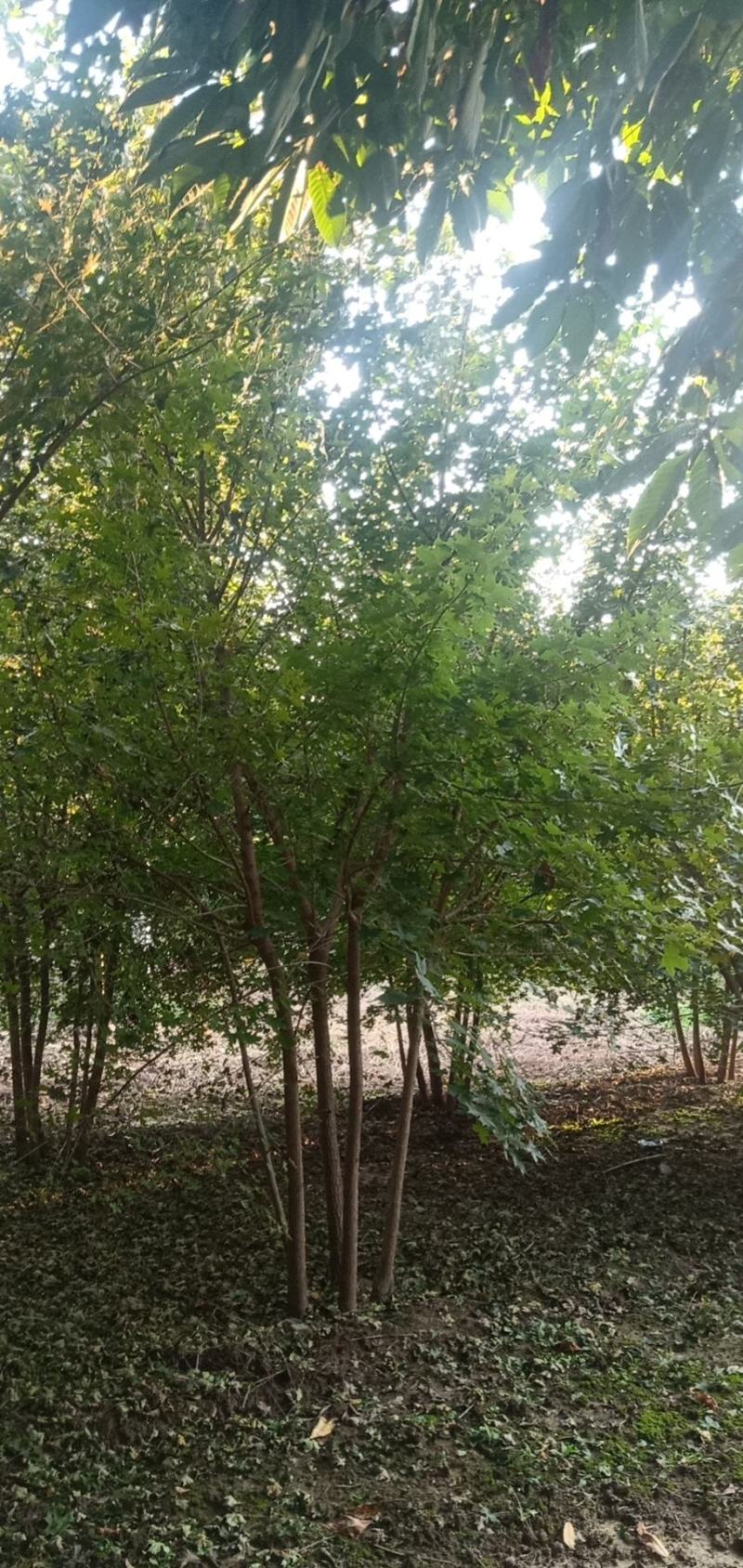 大量出售精品丛生五角枫
