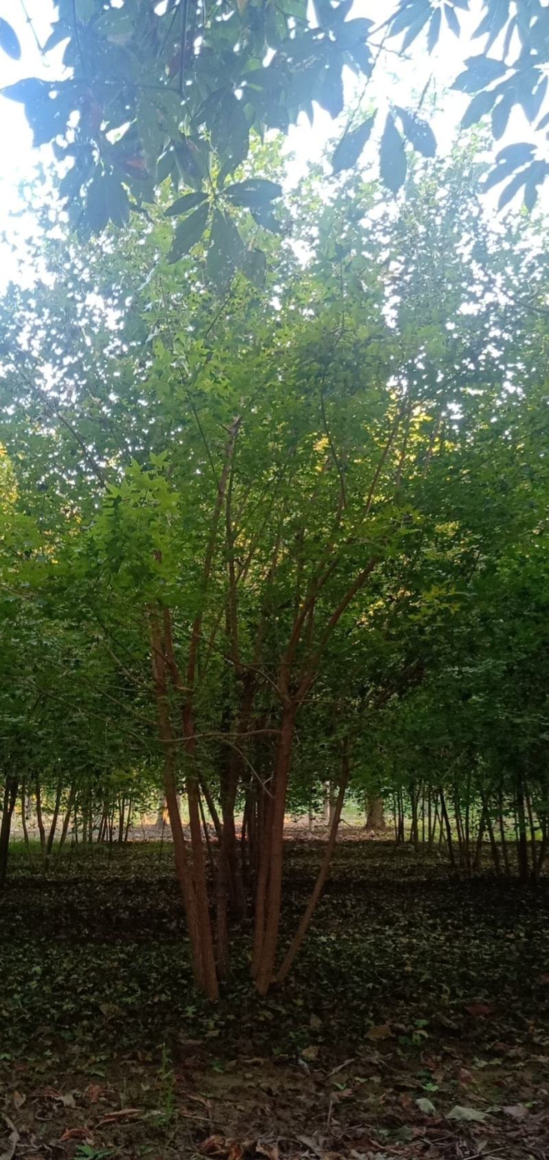 大量出售精品丛生五角枫