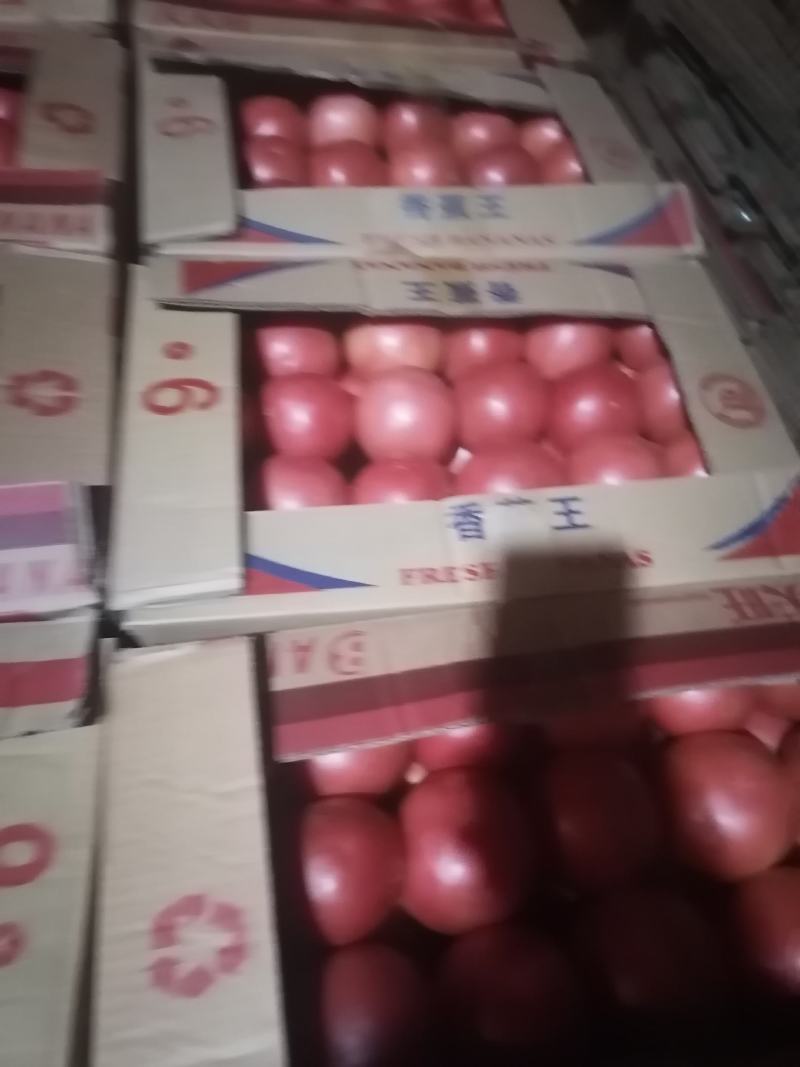 靖远县硬粉西红柿，弧三以上，精品上市