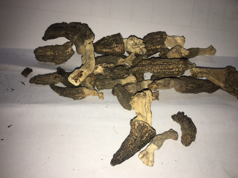 羊肚菌干货，头茬货3/7，羊肚菌鲜货野包邮