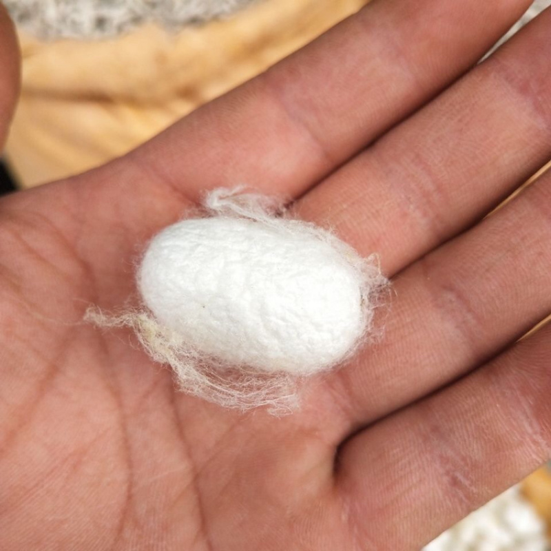 蚕茧一手货源产地直销