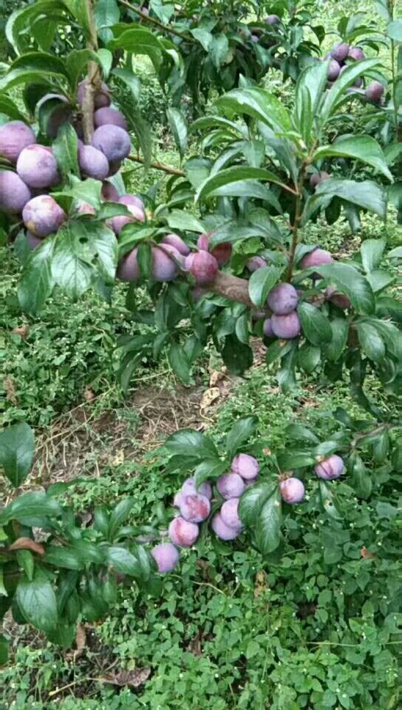 汶川脆红李个头大味道脆甜肉厚核小，一次合作终身朋友。