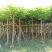大量凤凰木5--12分