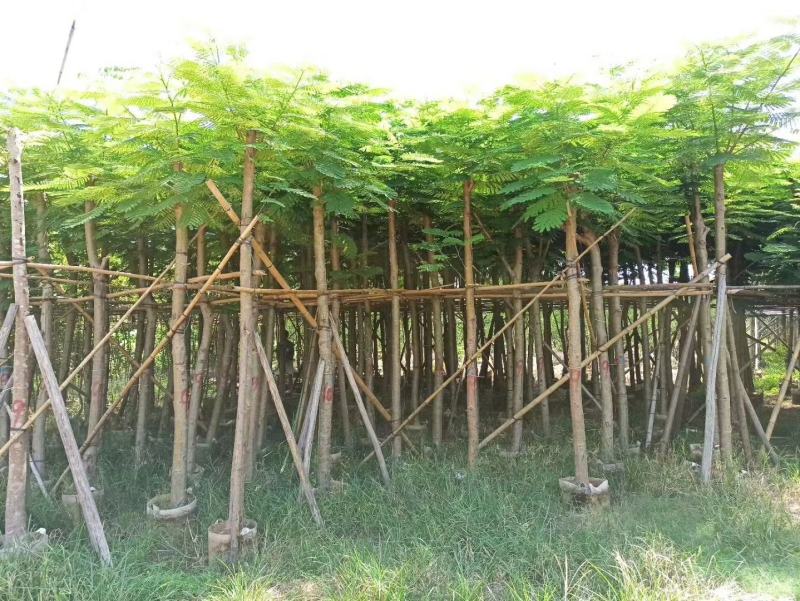大量凤凰木5--12分