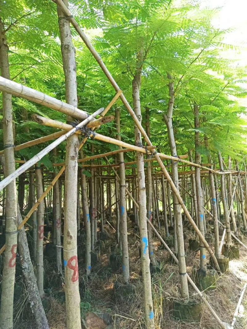 大量凤凰木5--12分
