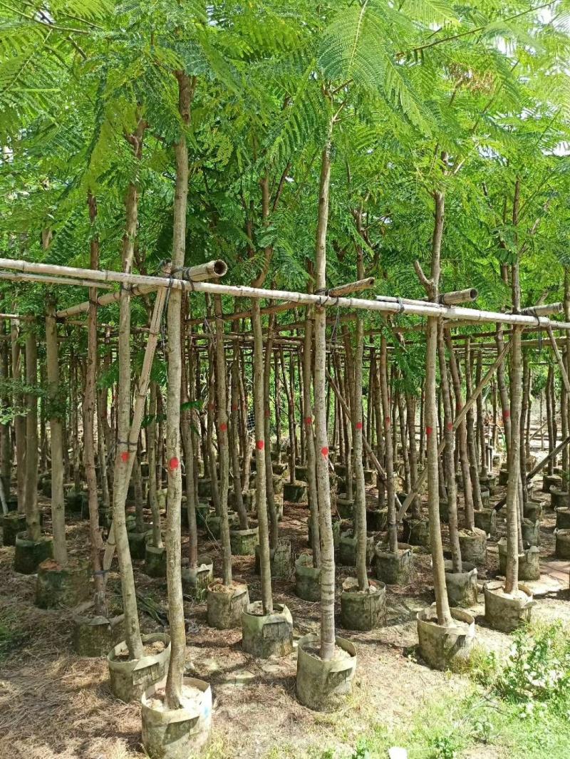 大量凤凰木5--12分
