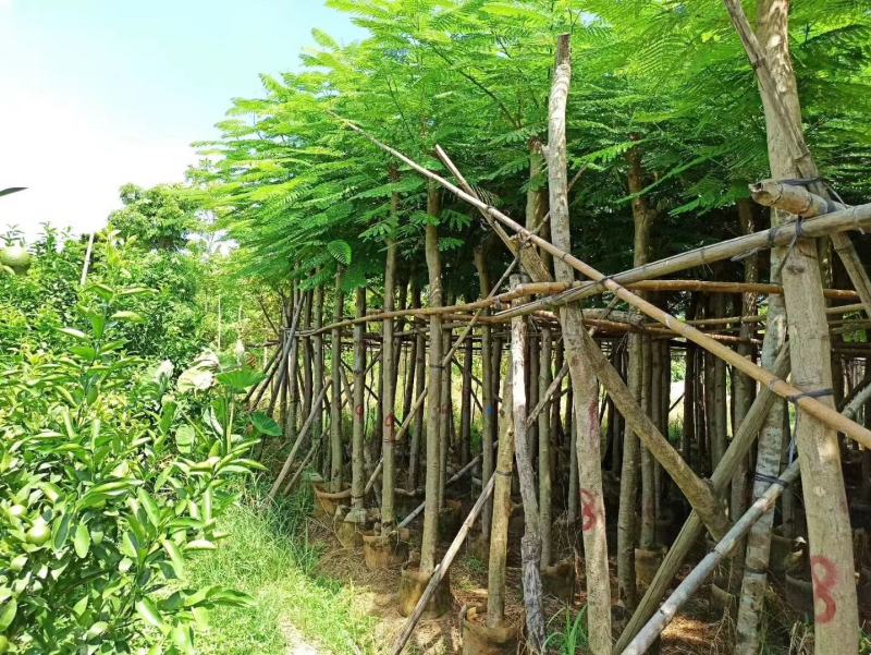 大量凤凰木5--12分