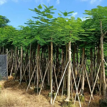 大量凤凰木5--12分