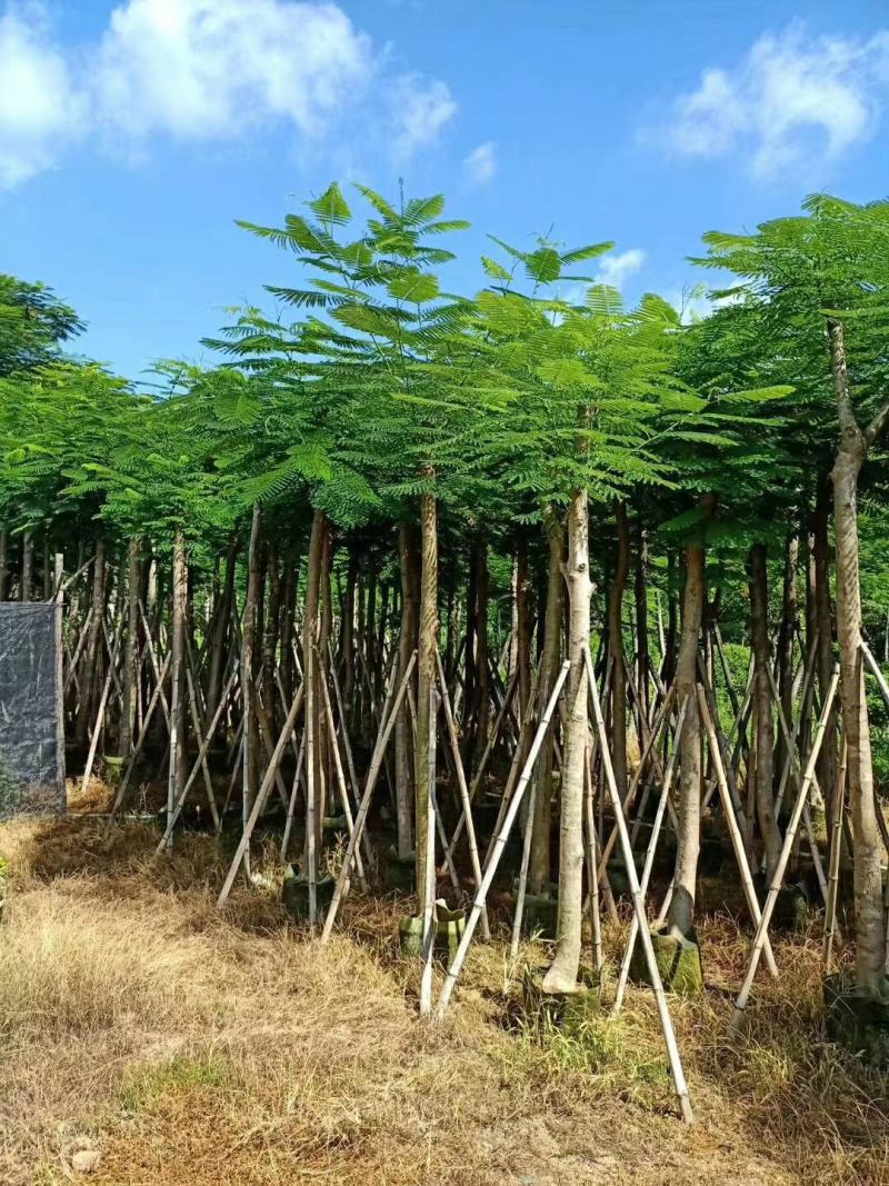 大量凤凰木5--12分