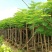 大量凤凰木5--12分