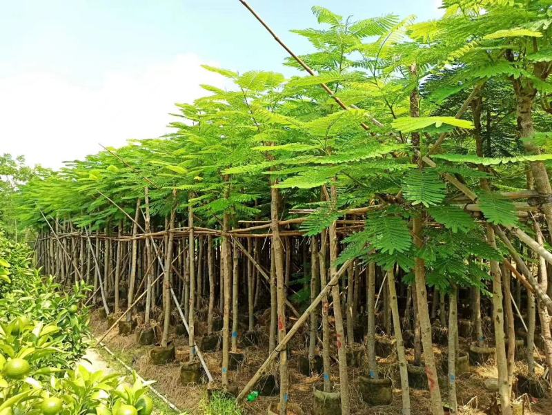 大量凤凰木5--12分