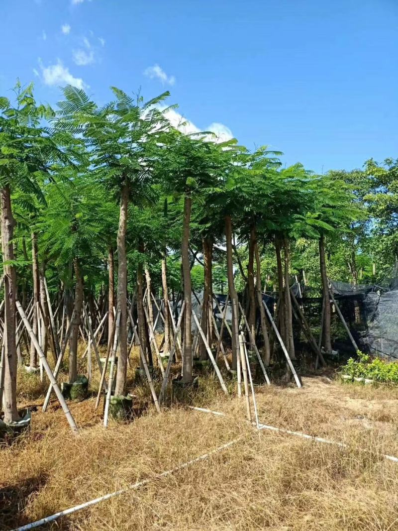 大量凤凰木5--12分