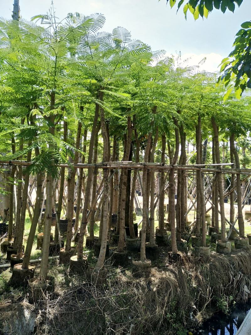 大量凤凰木5--12分