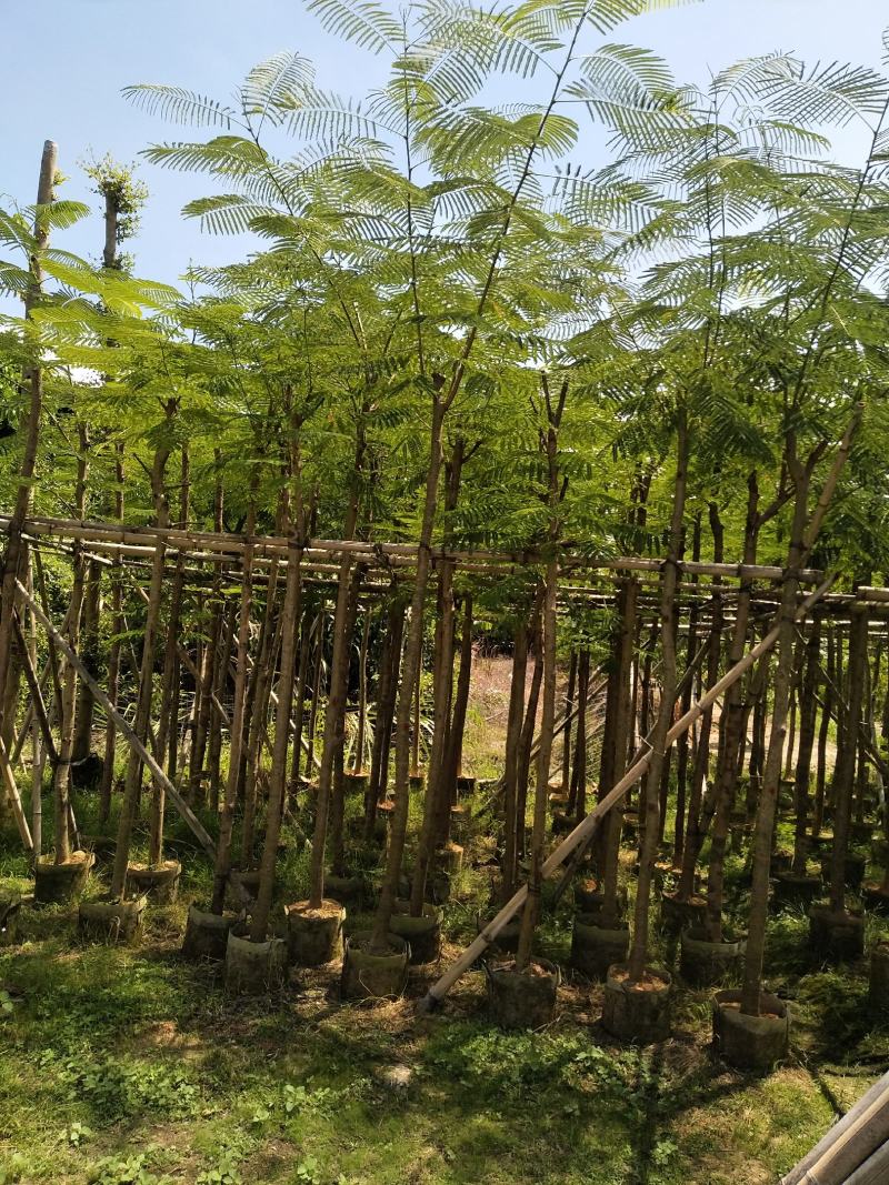 大量凤凰木5--12分