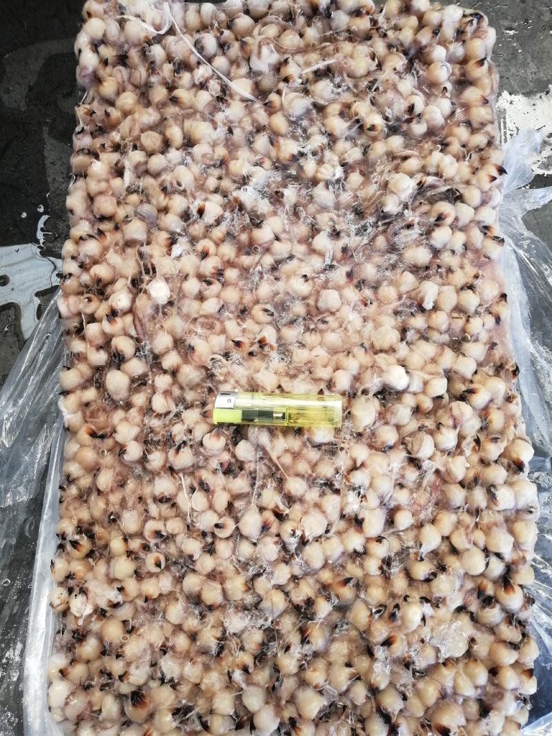 鱿鱼嘴鱿鱼口球大鱿鱼嘴小鱿鱼嘴口感超弹原汁原味
