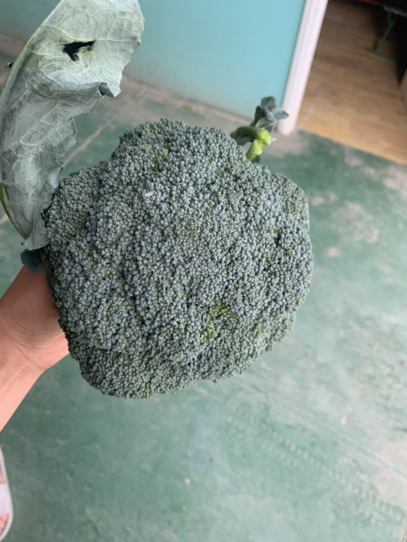 精品西兰花🥦大量上市，欢迎各位老板前来选购