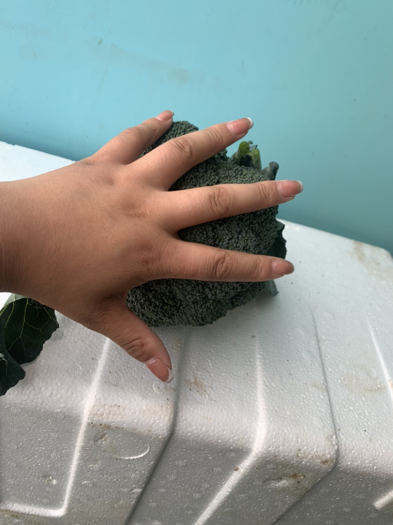 精品西兰花🥦大量上市，欢迎各位老板前来选购
