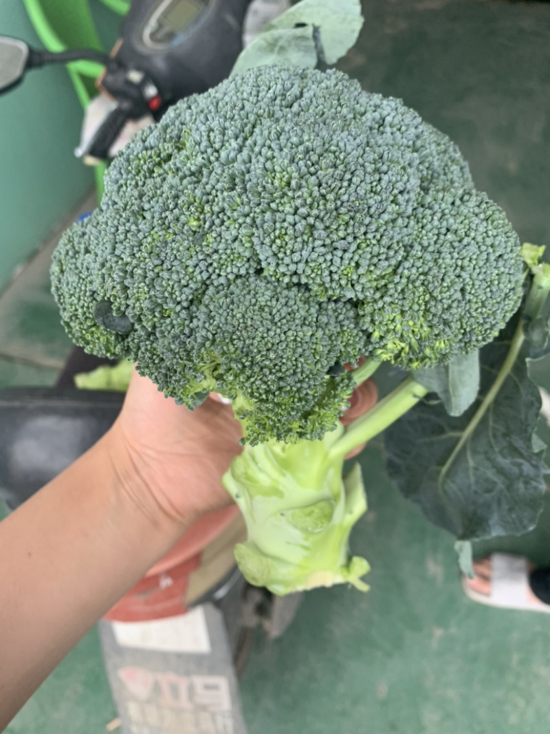 精品西兰花🥦大量上市，欢迎各位老板前来选购