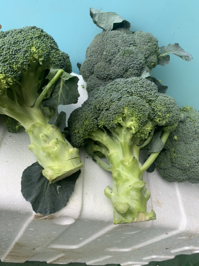 精品西兰花🥦大量上市，欢迎各位老板前来选购