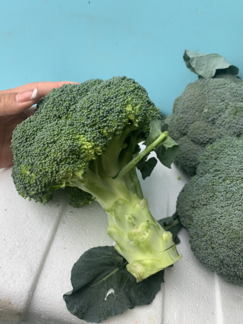 精品西兰花🥦大量上市，欢迎各位老板前来选购