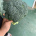 精品西兰花🥦大量上市，欢迎各位老板前来选购
