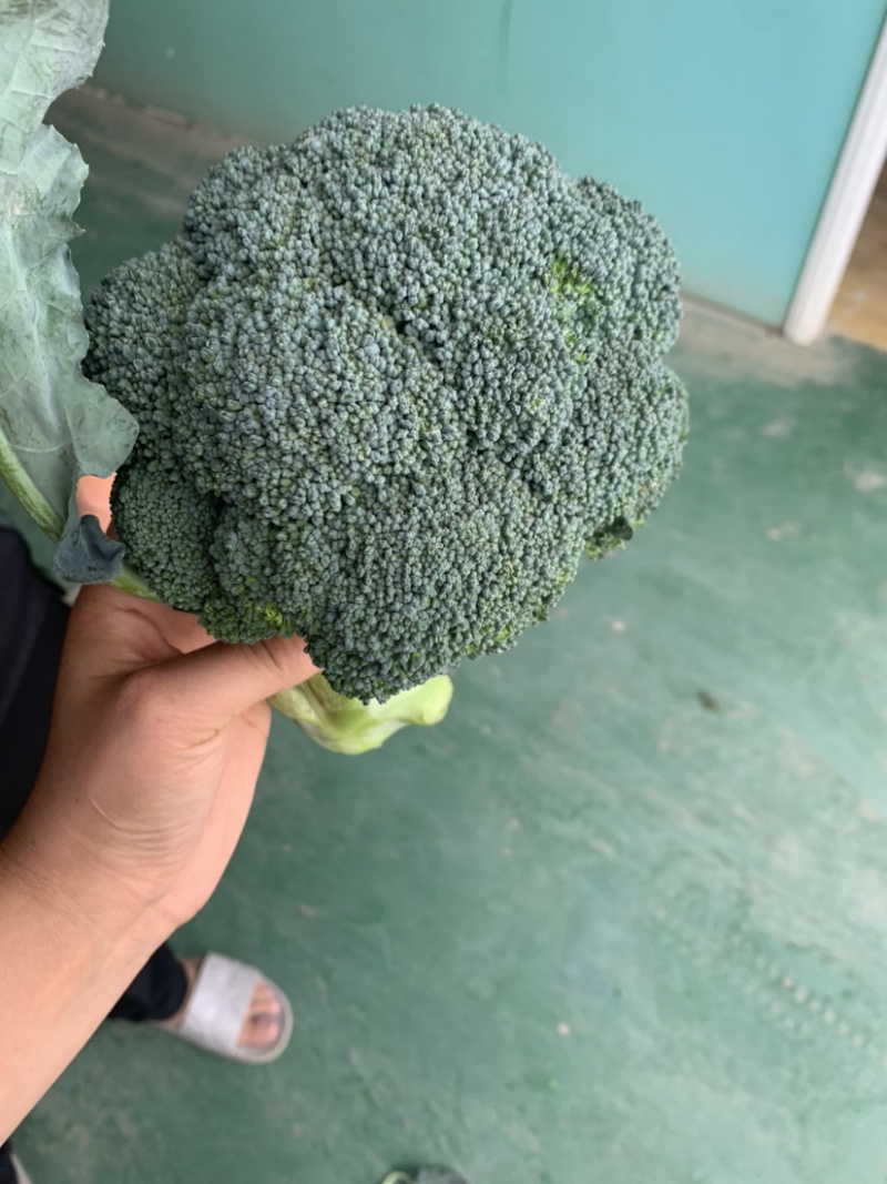 精品西兰花🥦大量上市，欢迎各位老板前来选购