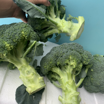 精品西兰花🥦大量上市，欢迎各位老板前来选购