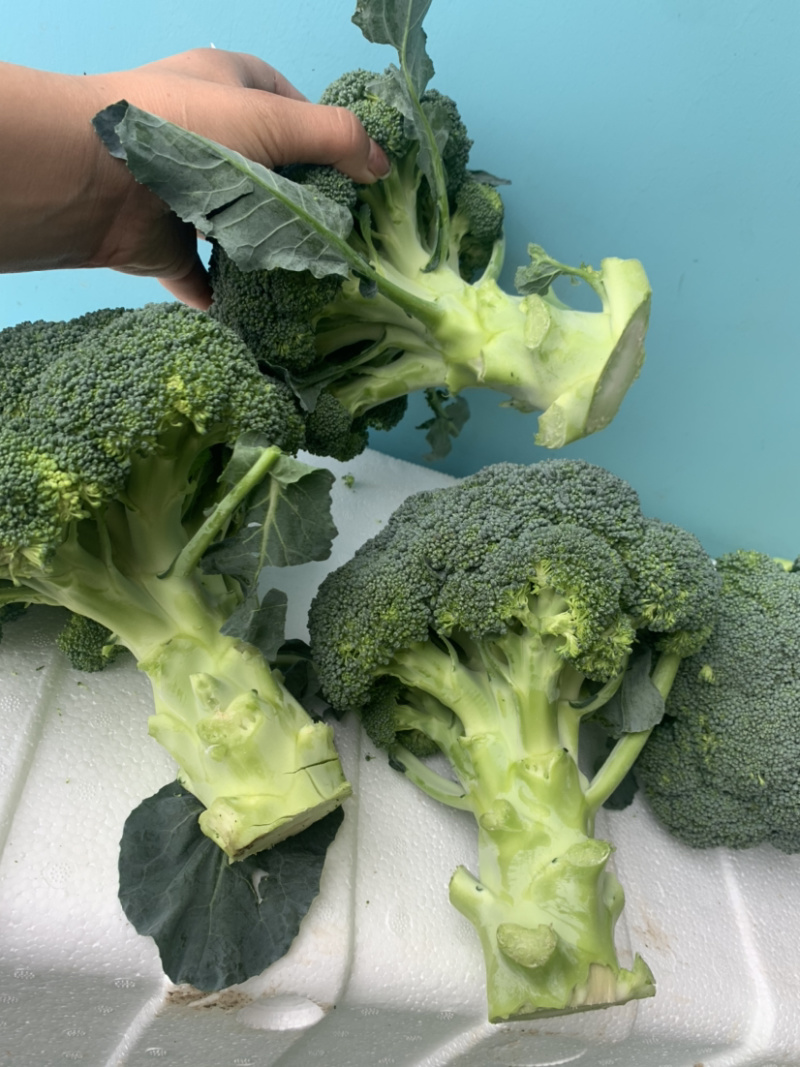 精品西兰花🥦大量上市，欢迎各位老板前来选购