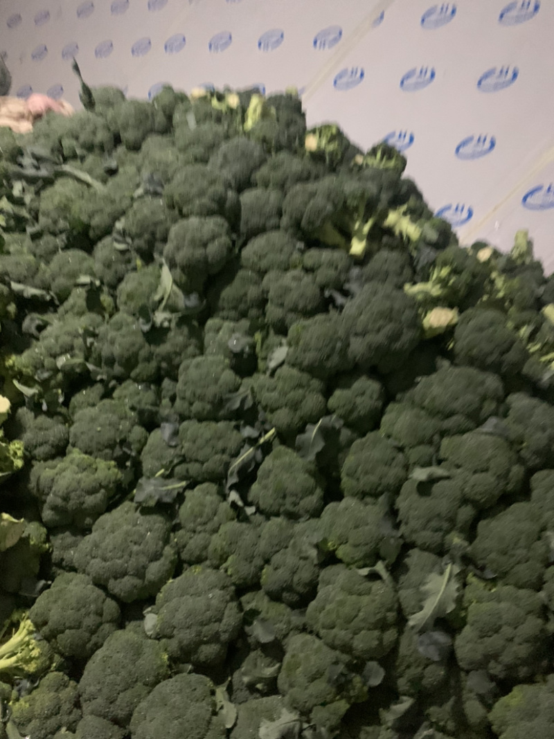 精品西兰花🥦大量上市，欢迎各位老板前来选购