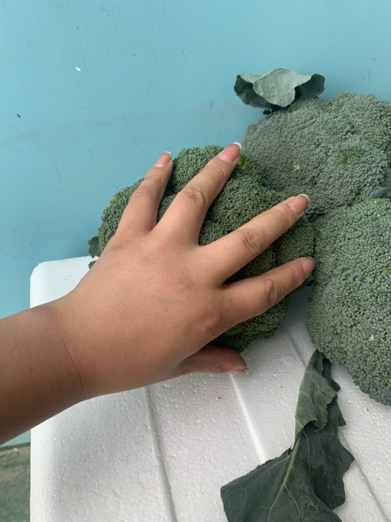 精品西兰花🥦大量上市，欢迎各位老板前来选购