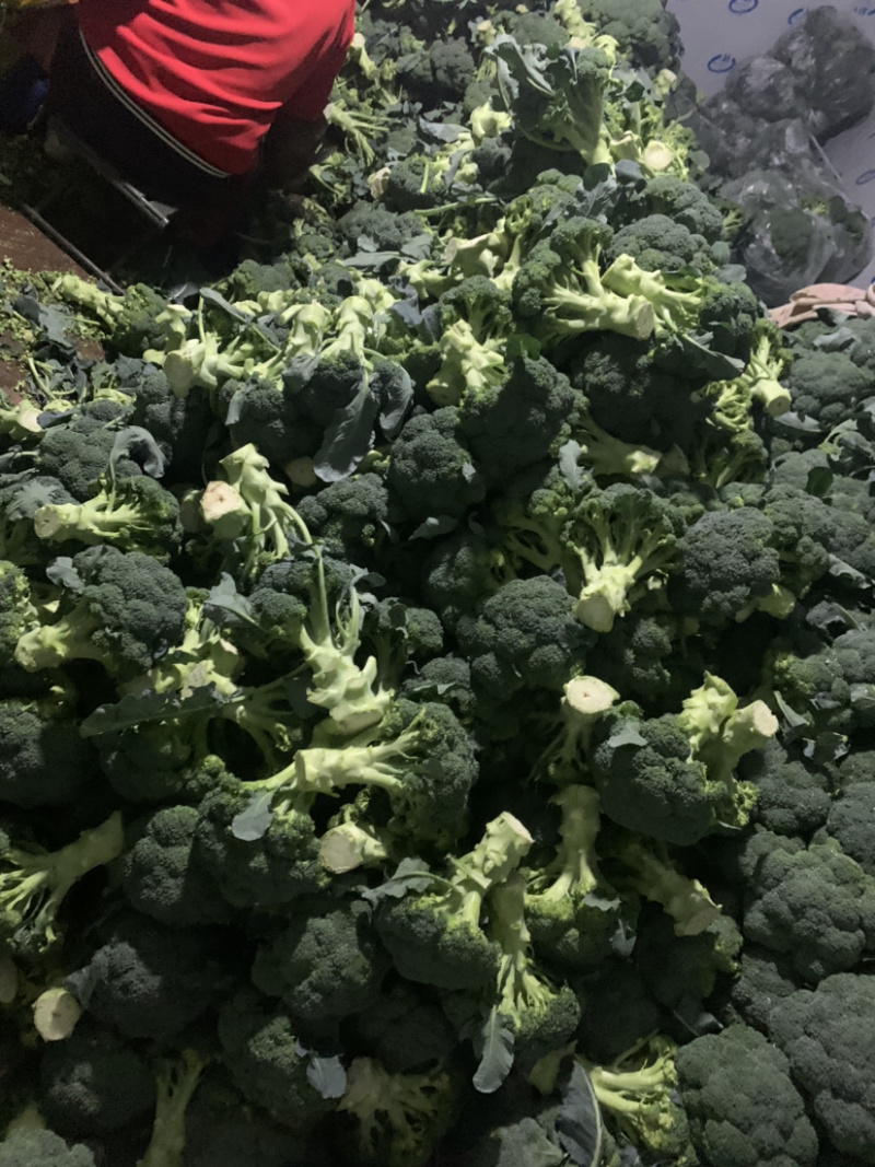 精品西兰花🥦大量上市，欢迎各位老板前来选购