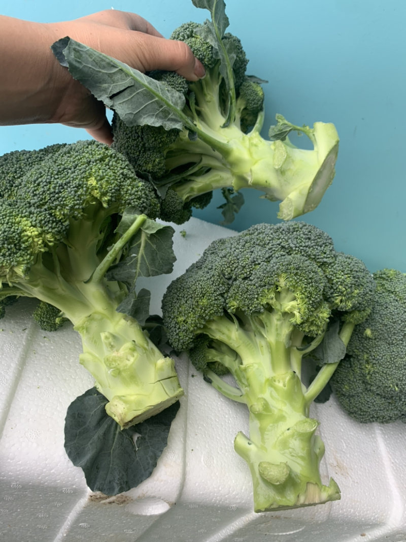 精品西兰花🥦大量上市，欢迎各位老板前来选购