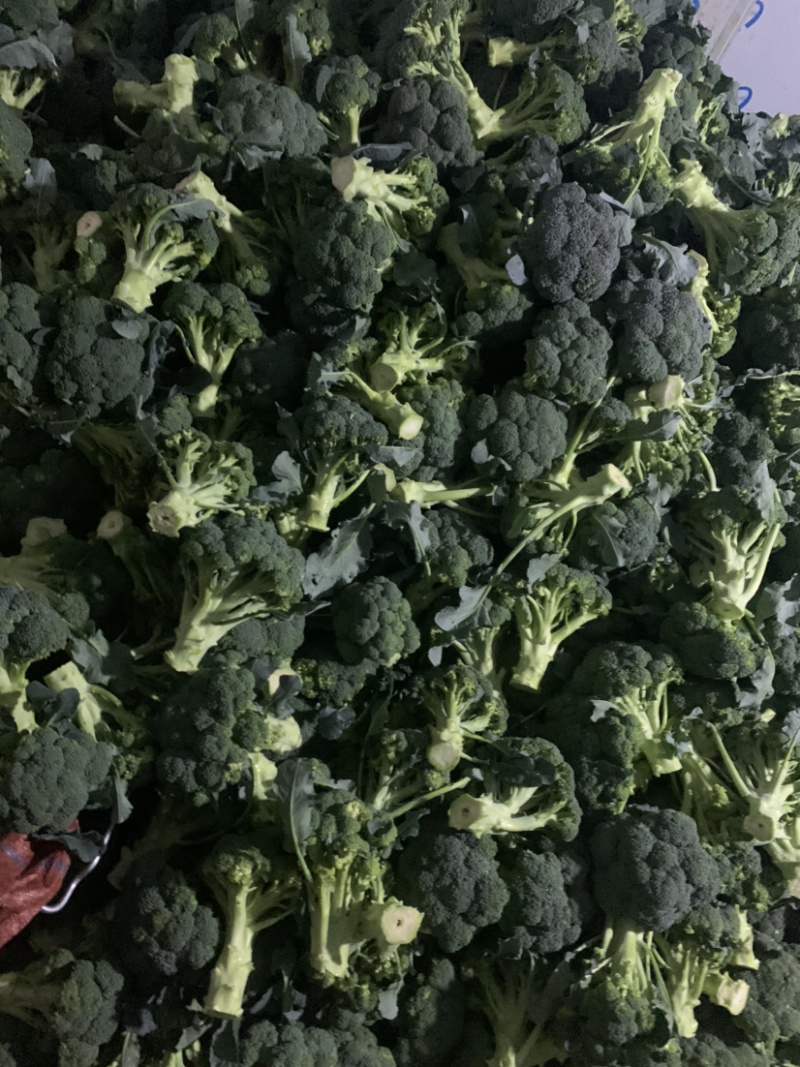 精品西兰花🥦大量上市，欢迎各位老板前来选购