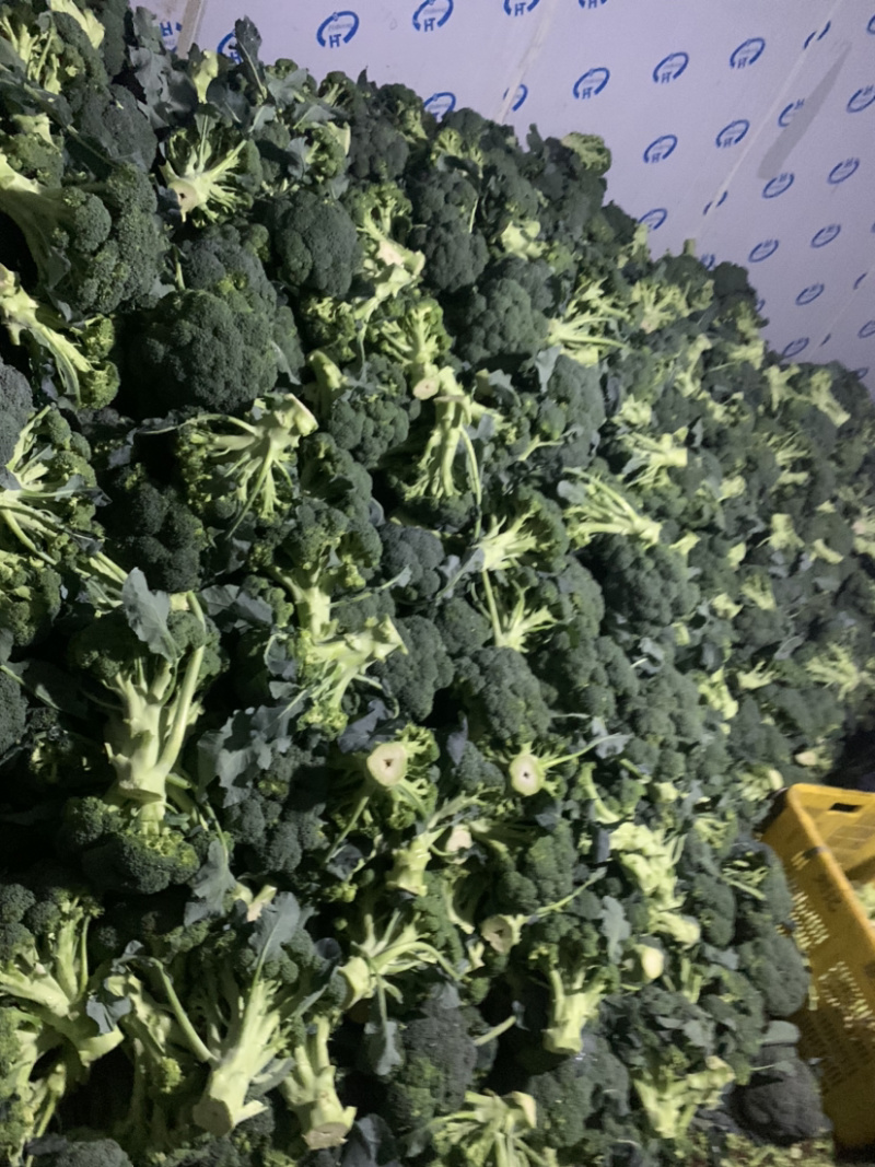 精品西兰花🥦大量上市，欢迎各位老板前来选购