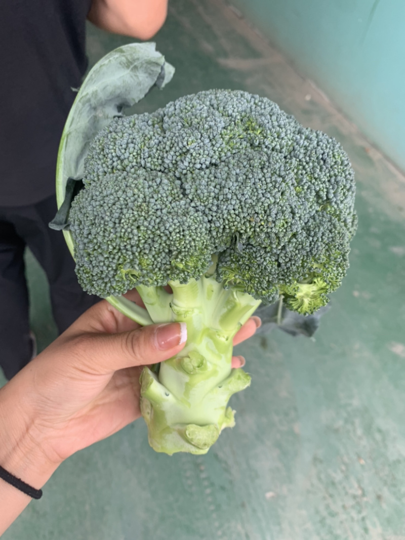 精品西兰花🥦大量上市，欢迎各位老板前来选购