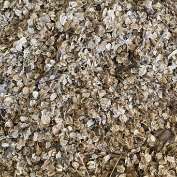 白芷种子亳州地产药材白芷包出芽率可签订合同